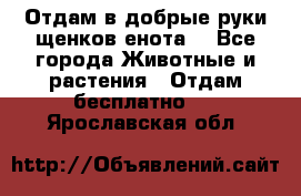 Отдам в добрые руки щенков енота. - Все города Животные и растения » Отдам бесплатно   . Ярославская обл.